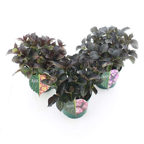 Picture of Hydrangea macr  'black diamond'