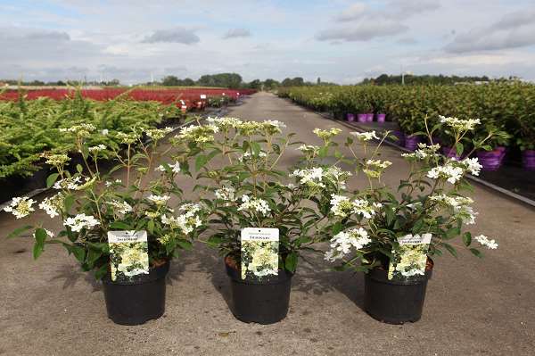 Picture of VIBURNUM PLICATUM SHIROGAMI