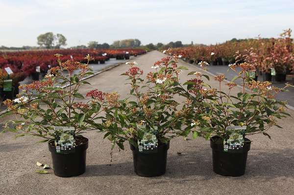 Picture of Viburnum plicatum shirogami