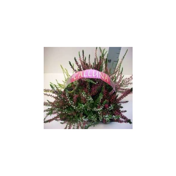 Picture of Calluna garden girls 6-pack