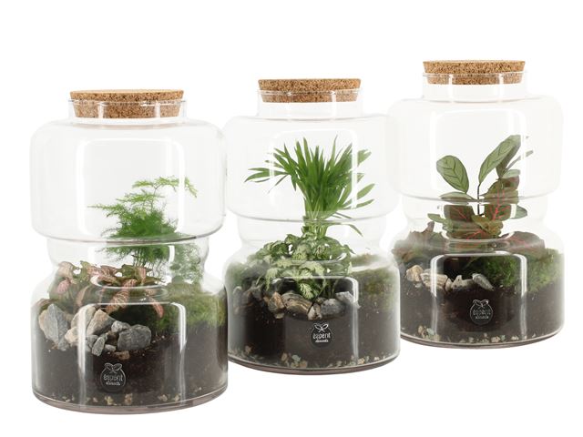 Picture of TERRARIUM