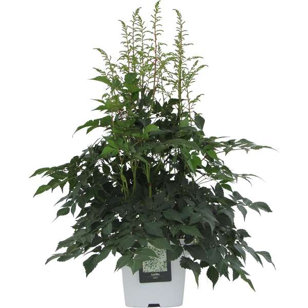 Picture of ASTILBE WHITE COLOUR CODED POT