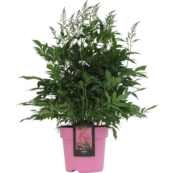 Picture of ASTILBE PINK COLOUR CODED POT