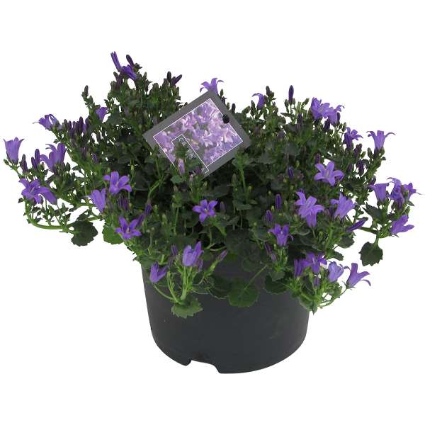 Picture of CAMPANULA PORTENSCHLAGIANA CATHARINA