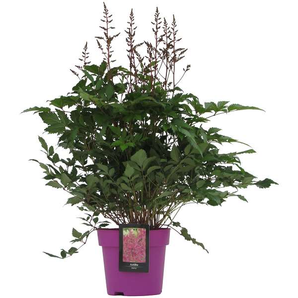 Picture of ASTILBE PURPLE COLOUR CODED POT