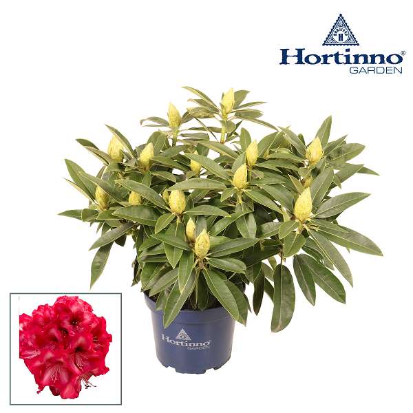 Picture of Rhododendron hybride red dragon xxl
