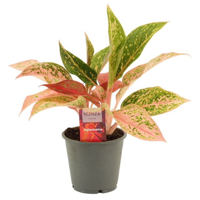 Picture of Aglaonema prestige