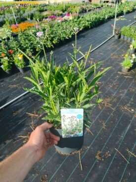 Picture of Verbena rigida
