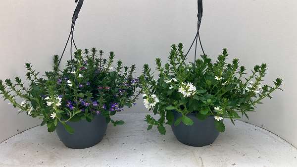 Picture of Scaevola mix hanging basket