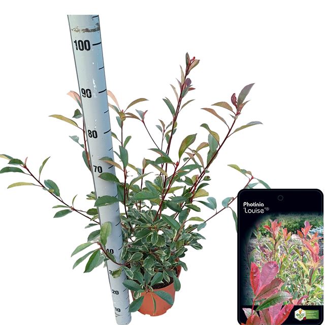 Picture of Photinia fraseri louise