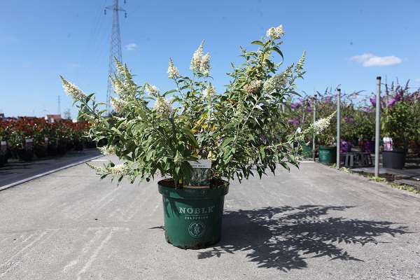 Picture of Buddleja davidii argus white