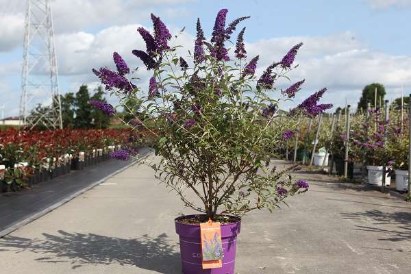 Picture of Buddleja davidii psychedelic sky