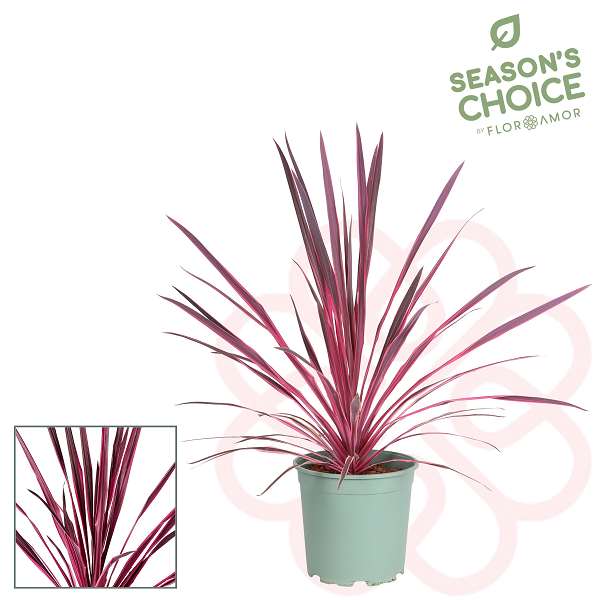 Picture of CORDYLINE AUSTRALIS PINK PASSION