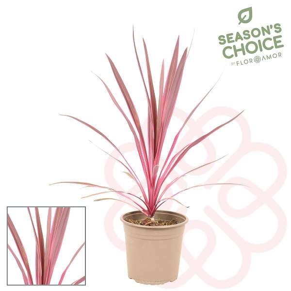 Picture of CORDYLINE PINK PASSION