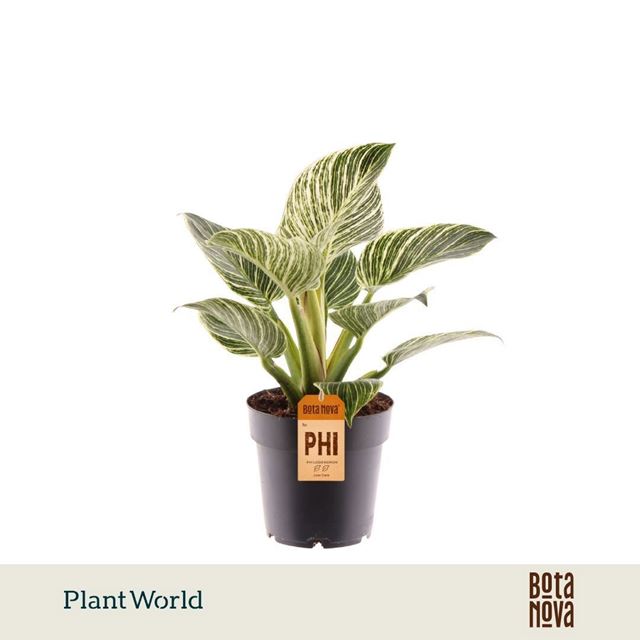 Picture of Philodendron zebra