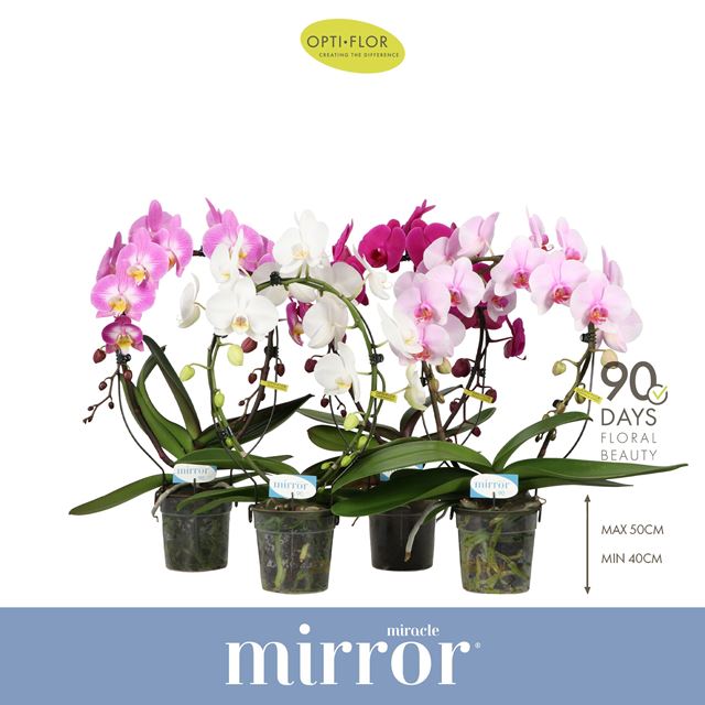 Picture of Phalaenopsis 02-stem mirror miracle mix