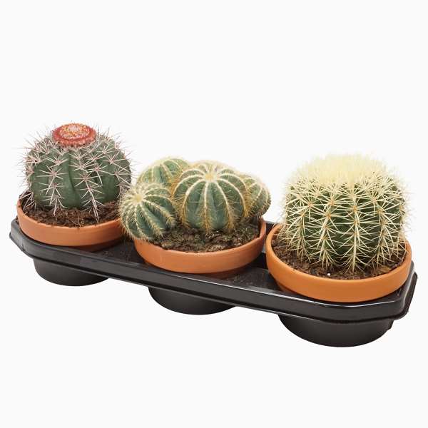 Picture of CACTUS BALL SHAPE MIX