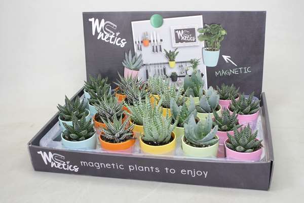 Picture of ALOE MIX IN MAGNETIC POT