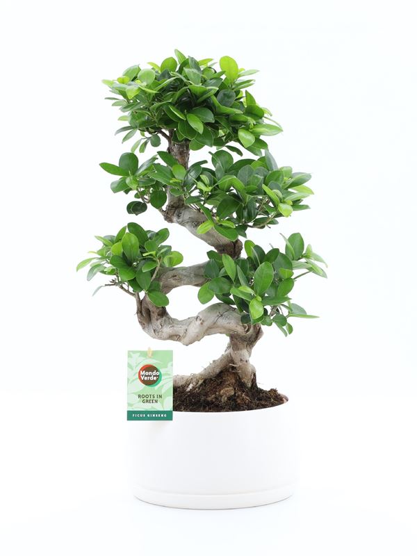 Picture of FICUS MICROCARPA GINSENG S-TYPE IN CERAMIC