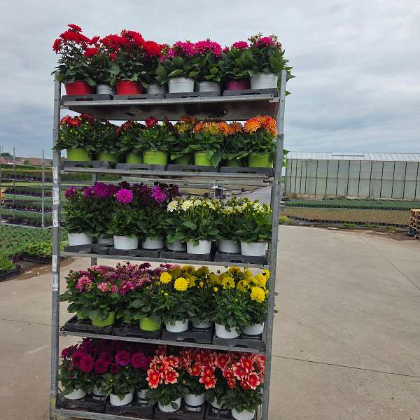 Picture of Dahlia mix
