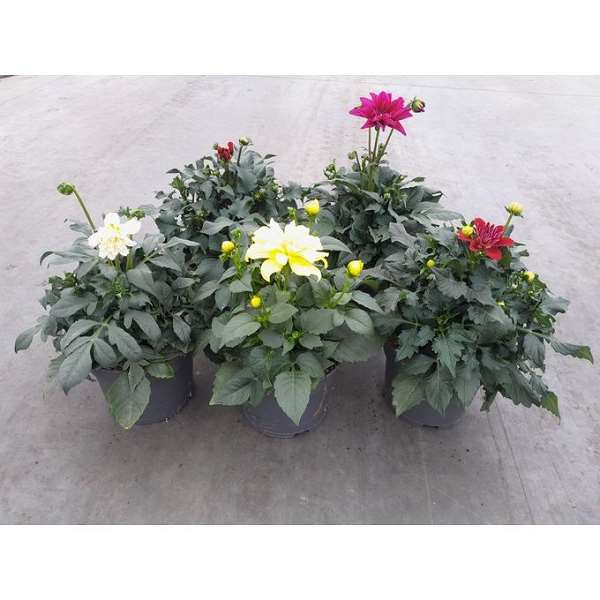 Picture of Dahlia mix
