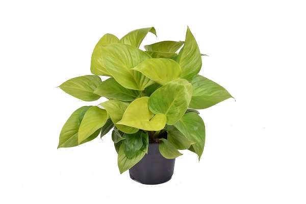 Picture of HOMALOMENA LEMON LIME