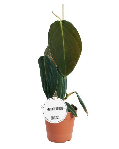 Picture of PHILODENDRON GIGAS