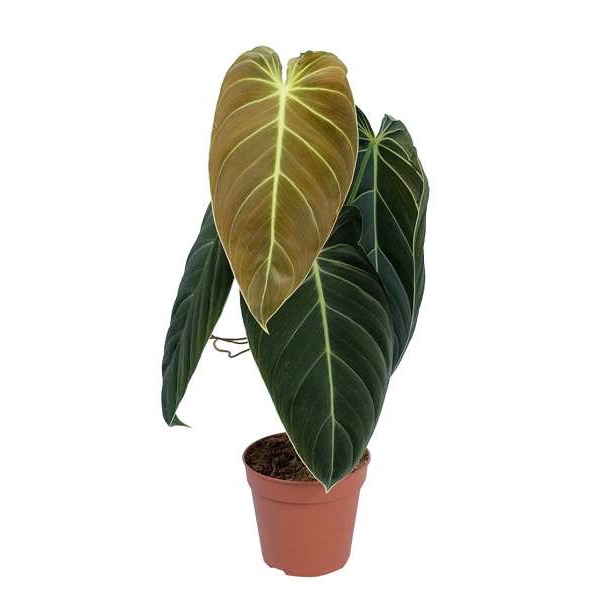 Picture of PHILODENDRON MELANOCHRYSUM