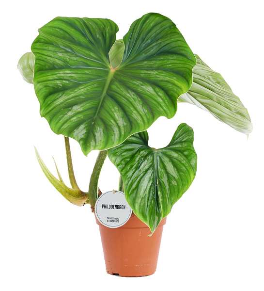 Picture of PHILODENDRON PLOWMANII