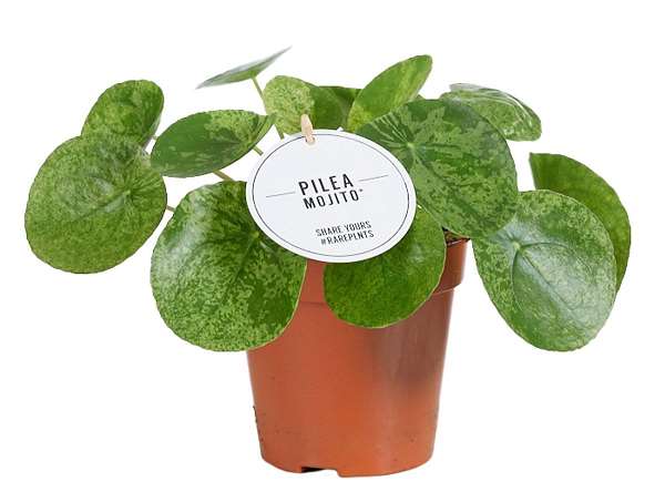 Picture of PILEA PEPEROMIOIDES MOJITO