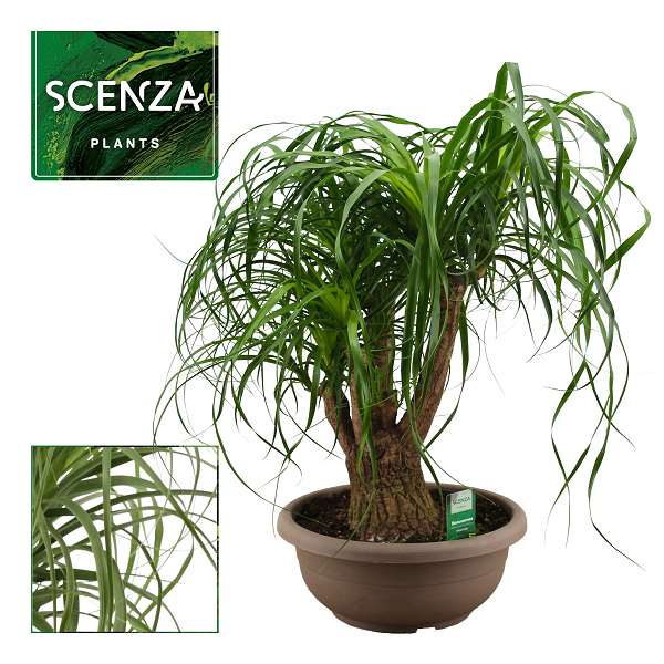 Picture of Beaucarnea compact branched in bowl
