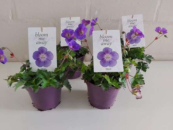 Picture of GERANIUM WALLICHIANUM BLOOM ME AMAY