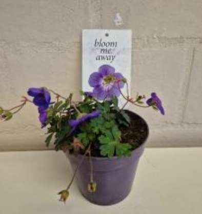 Picture of GERANIUM WALLICHIANUM BLOOM ME AMAY