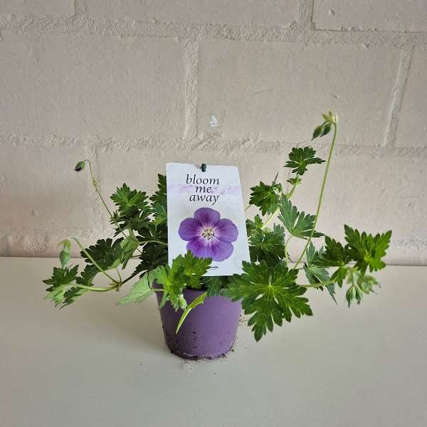 Picture of Geranium wallichianum bloom me away