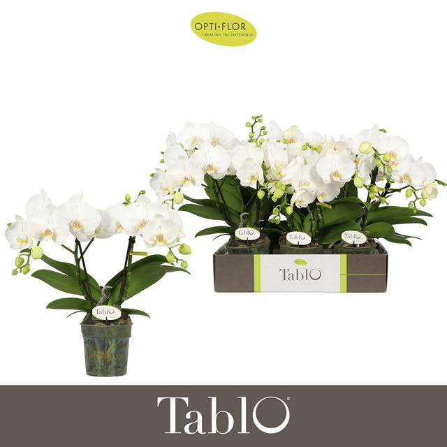 Picture of Phalaenopsis 02-stem tablo champagne