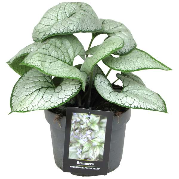 Picture of BRUNNERA MACROPHYLLA SILVER HEART