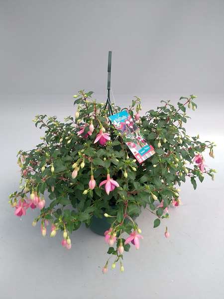 Picture of Fuchsia in hanging basket