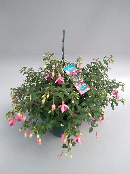 Picture of FUCHSIA IN HANGING BASKET