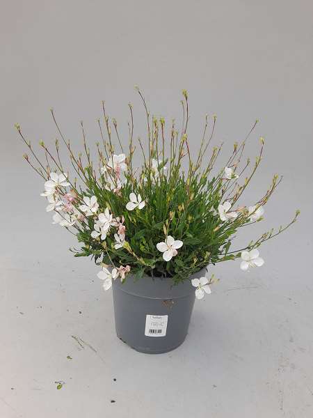 Picture of Gaura lindhermeri white