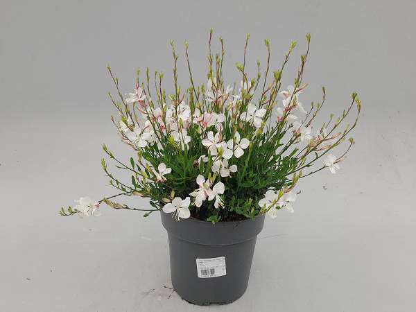 Picture of GAURA LINDHERMERI WHITE