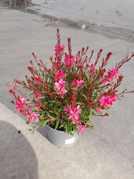 Picture of Gaura lindhermeri pink