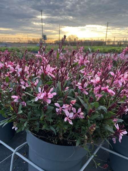 Picture of GAURA LINDHERMERI PINK
