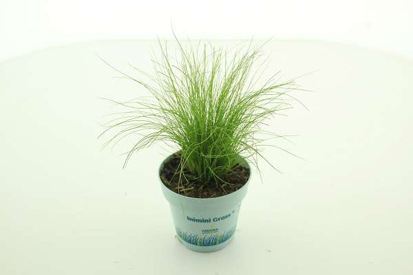 Picture of Stipa tenacissima pony tails