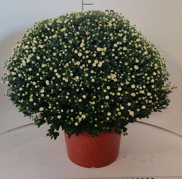 Picture of Chrysanthemum garden mums jumbo