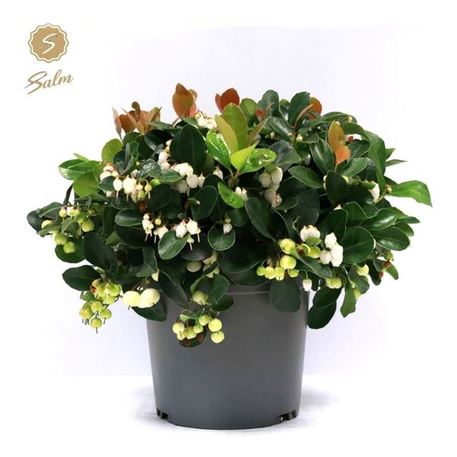 Picture of Gaultheria procumbens ciao bella white
