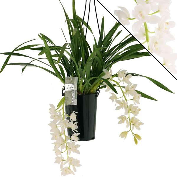 Picture of CYMBIDIUM 02-STEM WHITE CASCADE