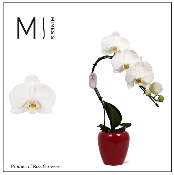 Picture of Phalaenopsis 01-stem swan white in red ceramic