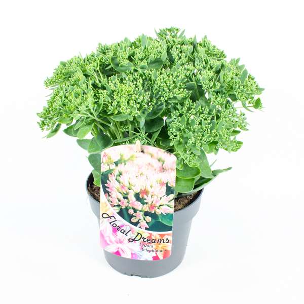 Picture of SEDUM HYBRIDE FLORAL DREAM