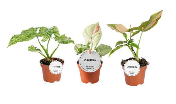 Picture of Syngonium mix