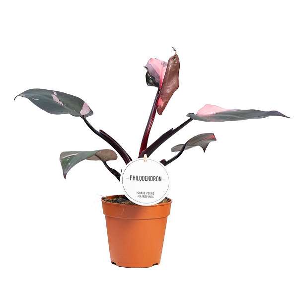 Picture of PHILODENDRON PINK PRINCESS